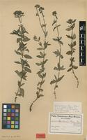 Isotype of Agathisanthemum bojeri Klotzsch subsp. australe Bremek. [family RUBIACEAE]