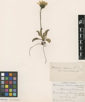 Syntype of Hieracium alpinum L. var. melanostolum Dahlst. [family ASTERACEAE]