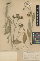 Syntype of Hieracium dovrense Fr. subsp. groenlandicum Almq. [family ASTERACEAE]