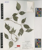 Isotype of Sebastiania chahalana Lundell [family EUPHORBIACEAE]