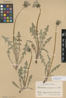 Syntype of Taraxacum acroglossum Dahlst. [family ASTERACEAE]