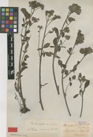 Syntype of Phacelia magellanica (Lam.) Coville f. amoena Brand [family HYDROPHYLLACEAE]