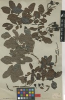 Type of Schotia brachypetala Sond. [family FABACEAE]