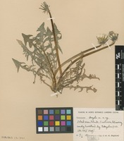 Syntype of Taraxacum degelii G.E.Haglund [family ASTERACEAE]