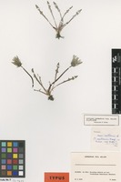 Isotype of Taraxacum neoaellenii Soest [family ASTERACEAE]
