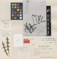 Type of Taraxacum acidotum M.P.Christ. [family ASTERACEAE]