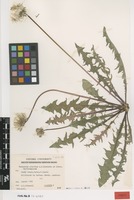 Type? of Taraxacum placidum A.J.Richards [family ASTERACEAE]