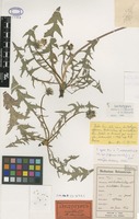 Lectotype of Taraxacum valdedentatum Dahlst. [family ASTERACEAE]