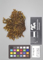 Holotype of Belonium coroniforme Rehm [family DERMATEACEAE]