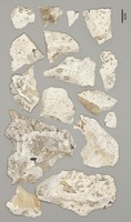 Holotype of Dirina arabica Tehler & Ertz [family ROCCELLACEAE]