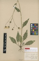 Lectotype of Hieracium subramosum Lönnr. [family ASTERACEAE]