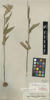 Isotype of Ceropegia abyssinica Decne. [family ASCLEPIADACEAE]
