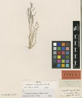 Isotype of Eragrostis cognata Steud. [family POACEAE]