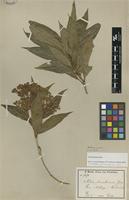 Isotype of Nuxia usambarensis Gilg [family LOGANIACEAE]