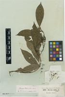 Type of Pavetta hohenackeri Brem. [family RUBIACEAE]