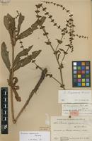 Syntype of Rumex camptodon Rech.f. [family POLYGONACEAE]