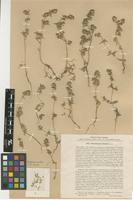 Type of Petrosimonia diandra Litw. [family CHENOPODIACEAE]