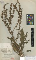 Syntype of Rumex steudelii Hochst. ex A.Rich. [family POLYGONACEAE]