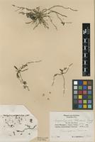 Type of Sphyrarhynchus schliebenii Mansf. [family ORCHIDACEAE]