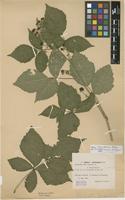 Isolectotype of Rubus idaeifolius Thuan [family ROSACEAE]