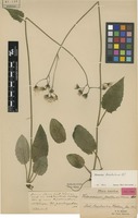 Holotype of Hieracium brastadense Hyl. [family ASTERACEAE]