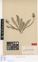 Isolectotype of Taraxacum excellens Dahlst. ex G.E.Haglund [family ASTERACEAE]