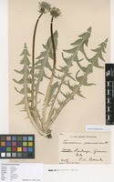 Syntype of Taraxacum pannucium Dahlst. [family ASTERACEAE]
