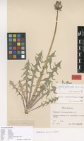 Isotype of Taraxacum pilosella Lundev. & H.Øllg. [family ASTERACEAE]