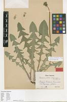 Isotype of Taraxacum eversii Såltin [family ASTERACEAE]