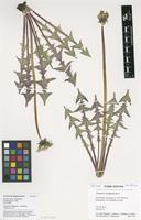 Filed as Taraxacum longisquameum H.Lindb. [family ASTERACEAE]