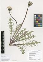 Filed as Taraxacum pectinatiforme H.Lindb. [family ASTERACEAE]
