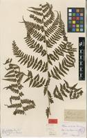 Type? of Athyrium multifidum Rosenst. [family ATHYRIACEAE]