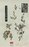 Type? of Ophioglossum japonicum Thunb. [family SCHIZAEACEAE]