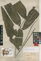 Isolectotype of Talisia carinata Radlk. [family SAPINDACEAE]