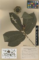 Syntype of Apeiba albiflora Ducke [family MALVACEAE]