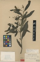 Type of Tournefortia ramosissima Krause [family BORAGINACEAE]