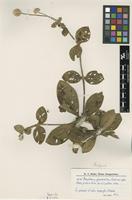 Isotype of Gomphrena guaranitica Chodat [family AMARANTHACEAE]