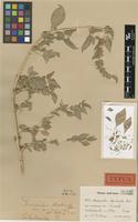 Type of Amaranthus asplundii Thell. [family AMARANTHACEAE]