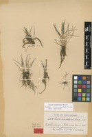 Isotype of Isoetes tuerckheimii Brause [family ISOËTACEAE]