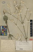 Type of Pfaffia elata R.E.Fr. [family AMARANTHACEAE]