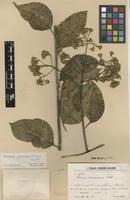 Isotype of Senecio steinbachianus Cuatrec. [family ASTERACEAE]
