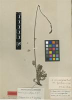 Isolectotype of Acaena pinnatifida Ruiz & Pav. subsp. hypoleuca Bitter [family ROSACEAE]