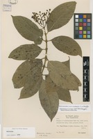 Paratype of Palicourea corniculata C.M.Taylor [family RUBIACEAE]