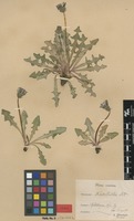 Syntype of Taraxacum nordstedtii Dahlst. [family ASTERACEAE]
