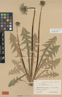 Syntype of Taraxacum latissimum Palmgr. [family ASTERACEAE]