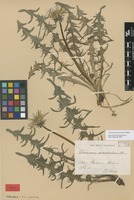 Syntype of Taraxacum macrolobum Dahlst. [family ASTERACEAE]