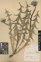 Syntype of Taraxacum pannucium Dahlst. [family ASTERACEAE]