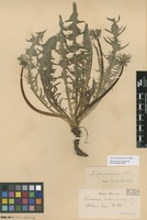 Syntype of Taraxacum pannucium Dahlst. [family ASTERACEAE]