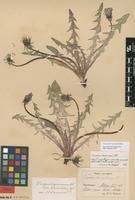 Syntype of Taraxacum angustisquameum Dahlst. var. pholidotum Dahlst. [family ASTERACEAE]