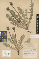 Syntype of Taraxacum sinuatum Dahlst. [family ASTERACEAE]